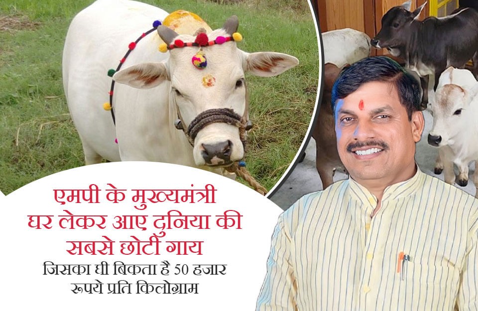 एमपी के मुख्यमंत्री घर लेकर आए दुनिया की सबसे छोटी गाय